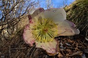 21 Ellebori in fiore